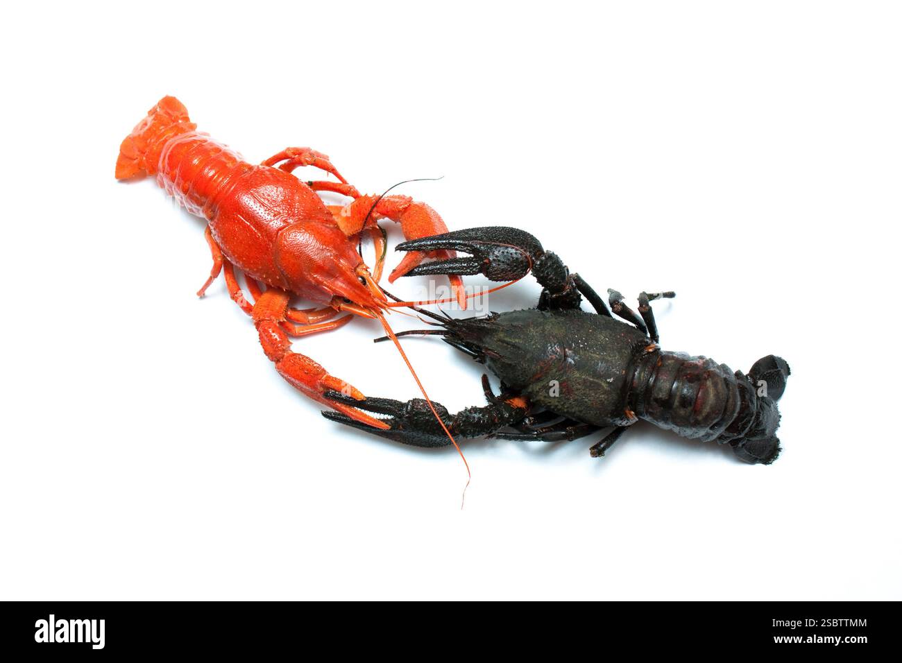 Due isolati del cancro su sfondo bianco Foto Stock