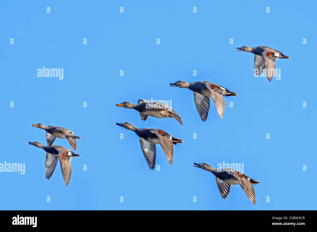 Gregge di gadwall (Mareca strepera / Anas strepera), gruppo di maschi e femmine in volo contro il cielo blu Foto Stock