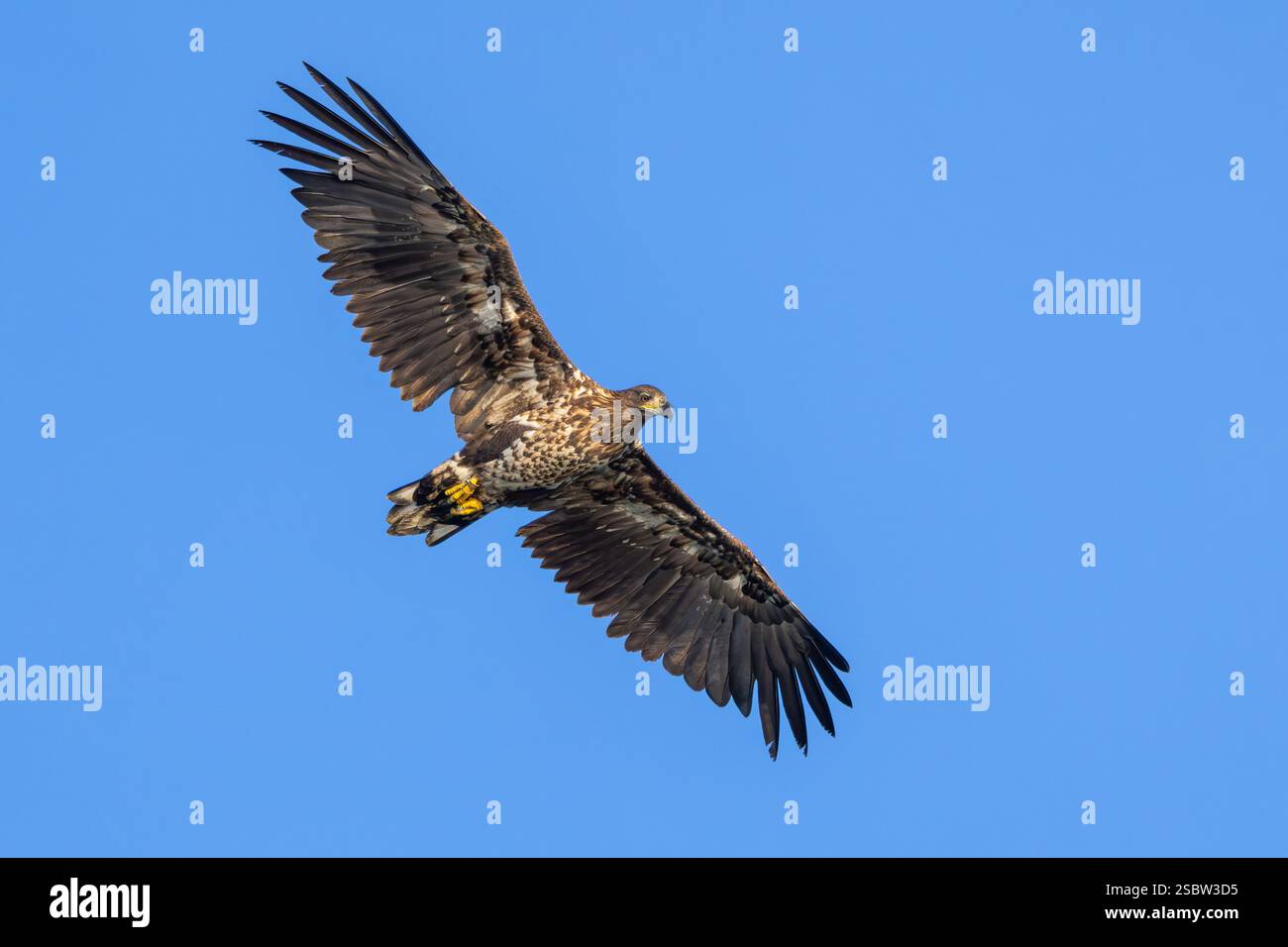 Aquila dalla coda bianca / aquila di mare eurasiatica / erne (Haliaeetus albicilla) giovanile in volo contro il cielo blu Foto Stock
