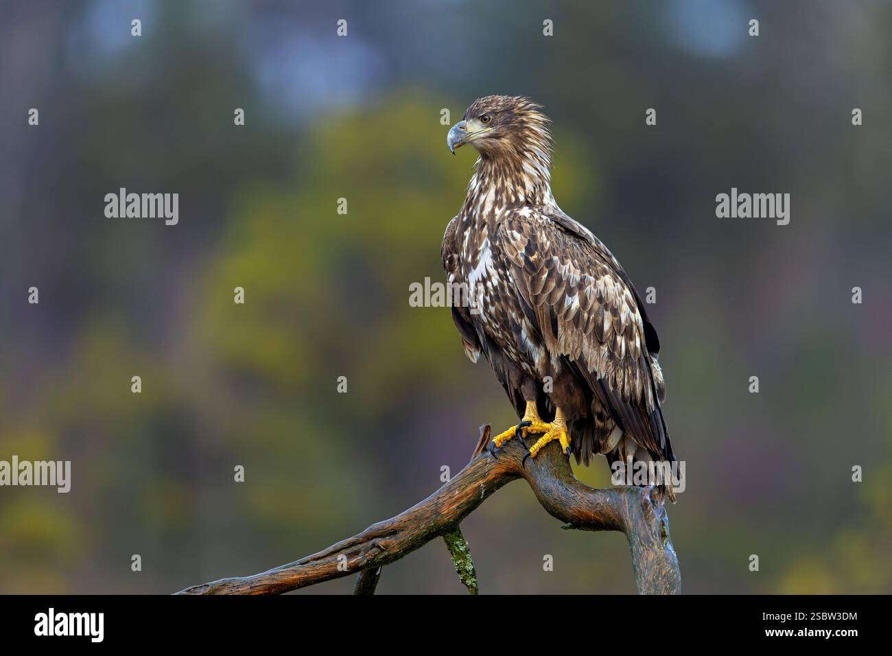 Aquila dalla coda bianca / aquila di mare eurasiatica / erne (Haliaeetus albicilla) giovanile arroccato su alberi nella brughiera / brughiera nel tardo autunno / inverno Foto Stock