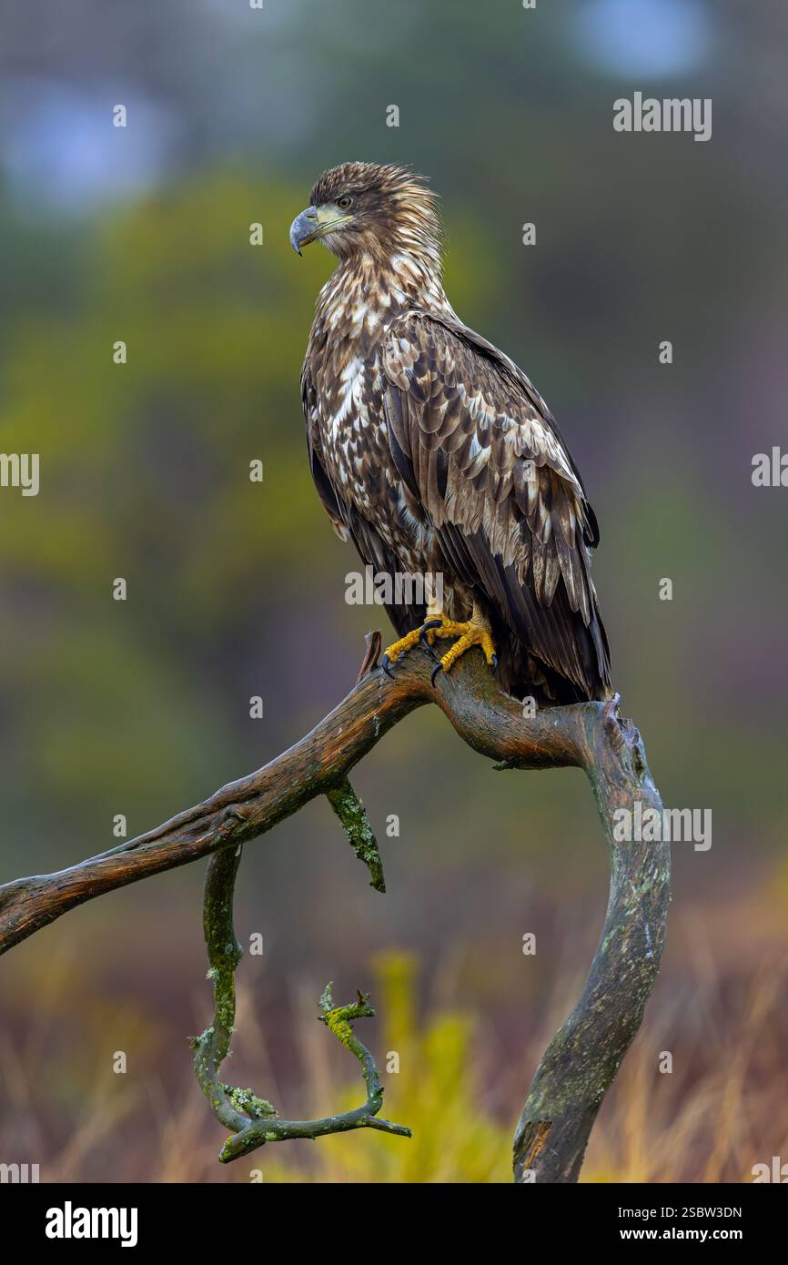 Aquila dalla coda bianca / aquila di mare eurasiatica / erne (Haliaeetus albicilla) giovanile arroccato su alberi nella brughiera / brughiera nel tardo autunno / inverno Foto Stock