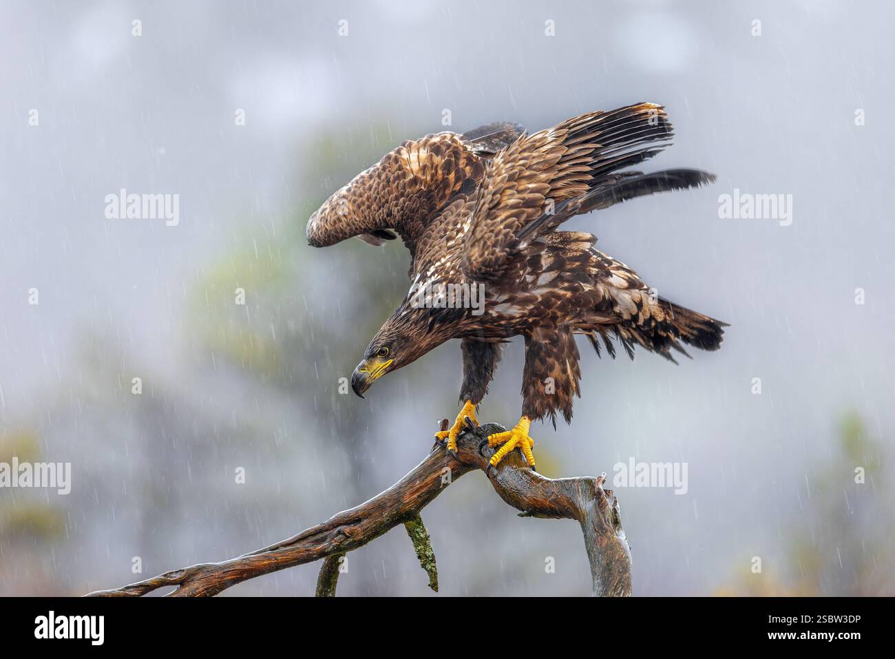 Aquila dalla coda bianca / aquila marina eurasiatica (Haliaeetus albicilla) giovanile arroccata in ali che scuotono gli alberi sotto la pioggia nella brughiera / brughiera in inverno Foto Stock
