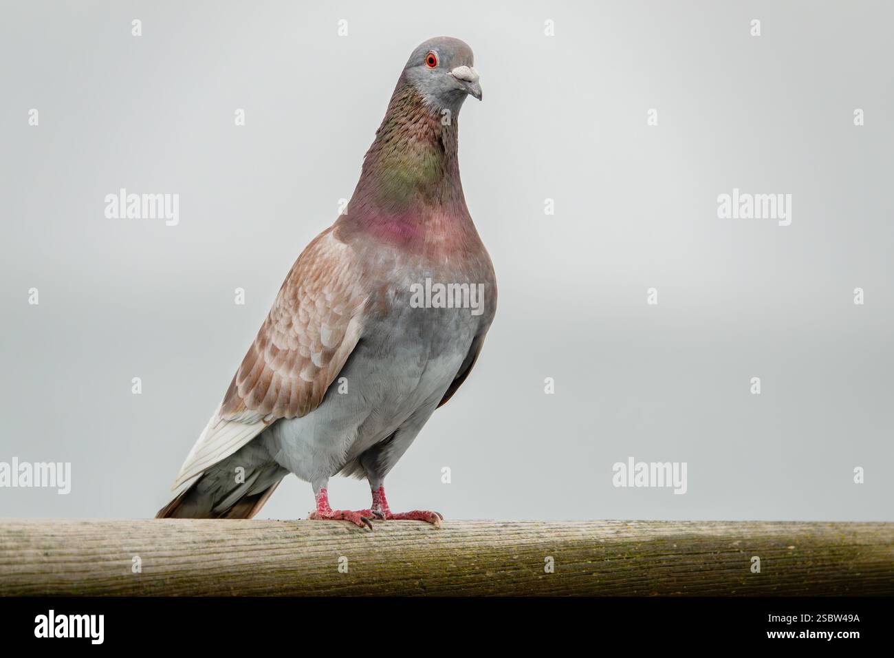 Piccione sulla ringhiera Foto Stock