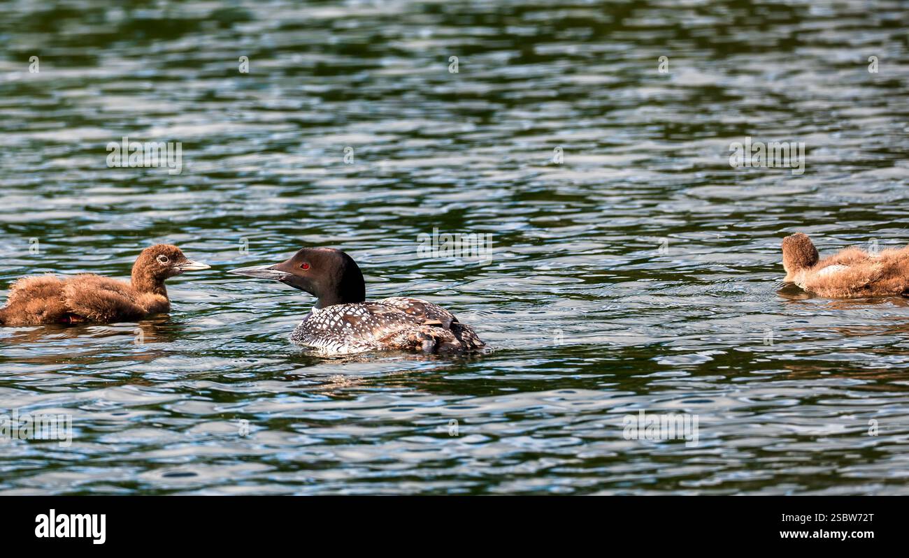 Un bellissimo Common Loon adulto e due pulcini sulle acque calme di un lago del Minnesota. Foto Stock