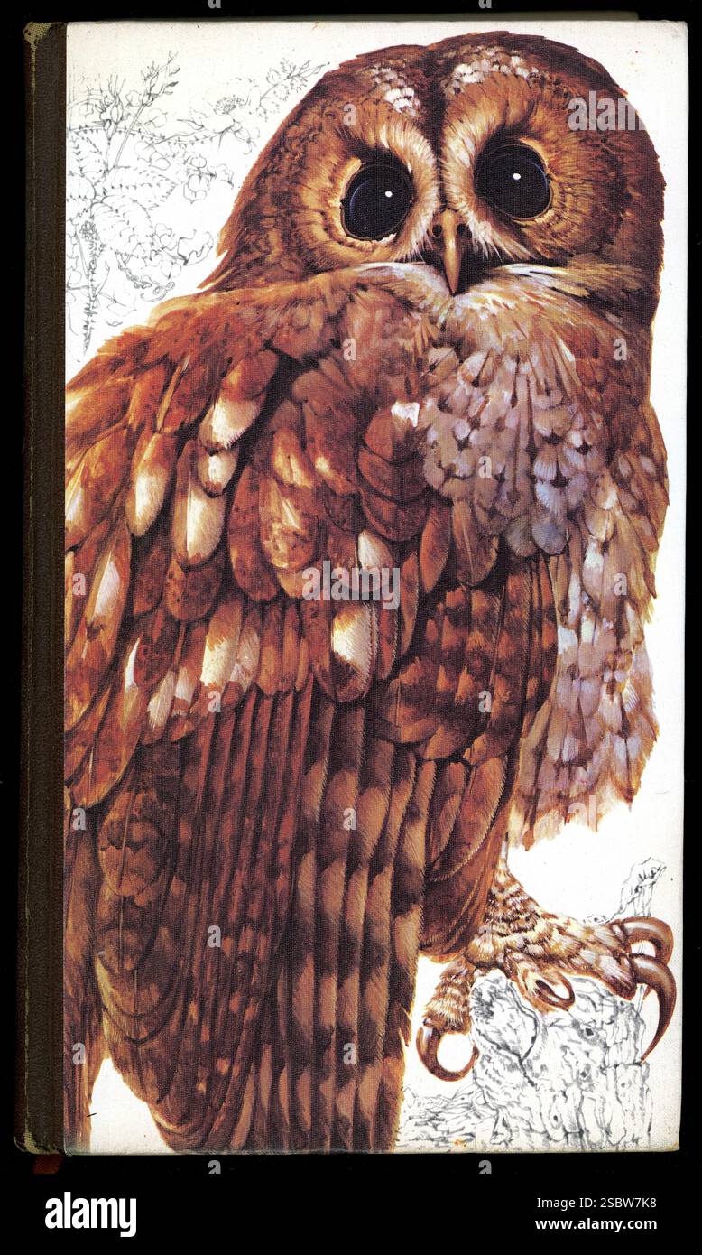 Copertina rigida del libro vintage, "Book of British Birds" pubblicato da Drive Publications for Readers Digest & AA. Prima edizione 1969 Foto Stock