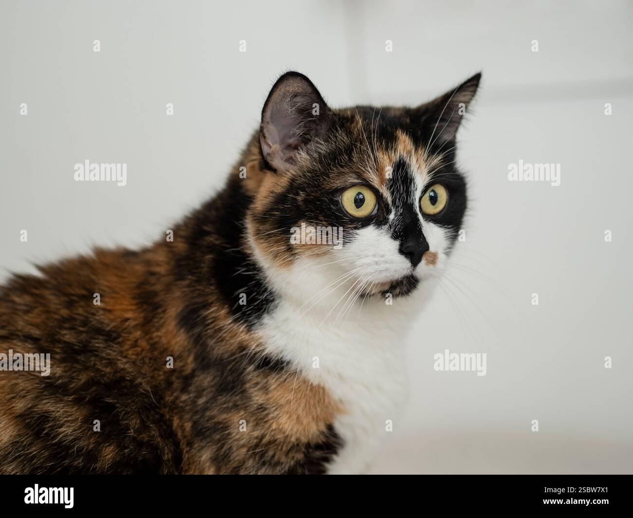 Un bellissimo gatto calico con gli occhi verdi espressivi guarda in modo curioso, mostrando i suoi vivaci motivi di pelliccia e i colori vivaci, catturati in interni in una mamma Foto Stock