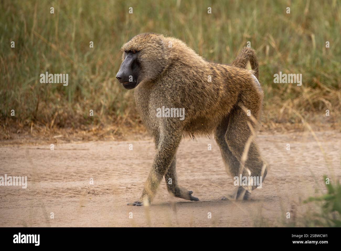 Baboon che cammina su una strada sterrata in tanzania Foto Stock