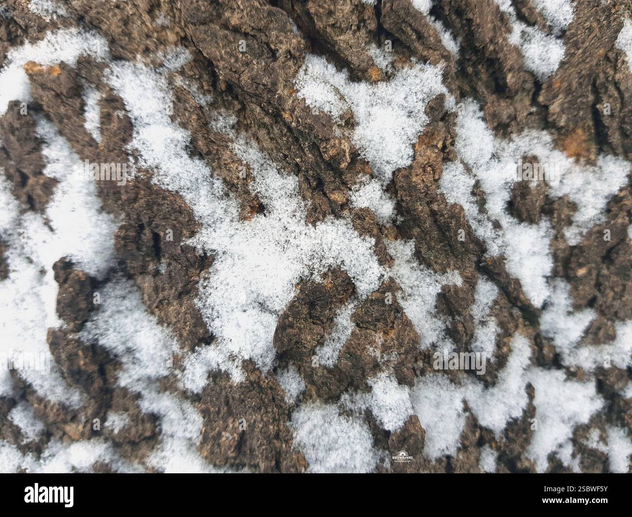 Winter’s Touch on Aged Wood Foto Stock