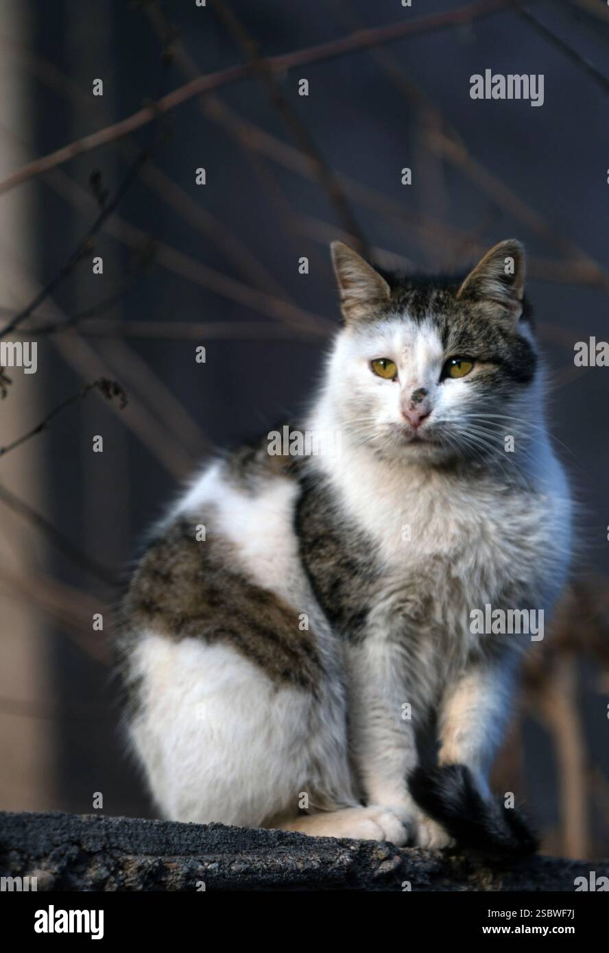 Wandering Soul: Ritratto di un gatto randagio bianco e grigio Foto Stock