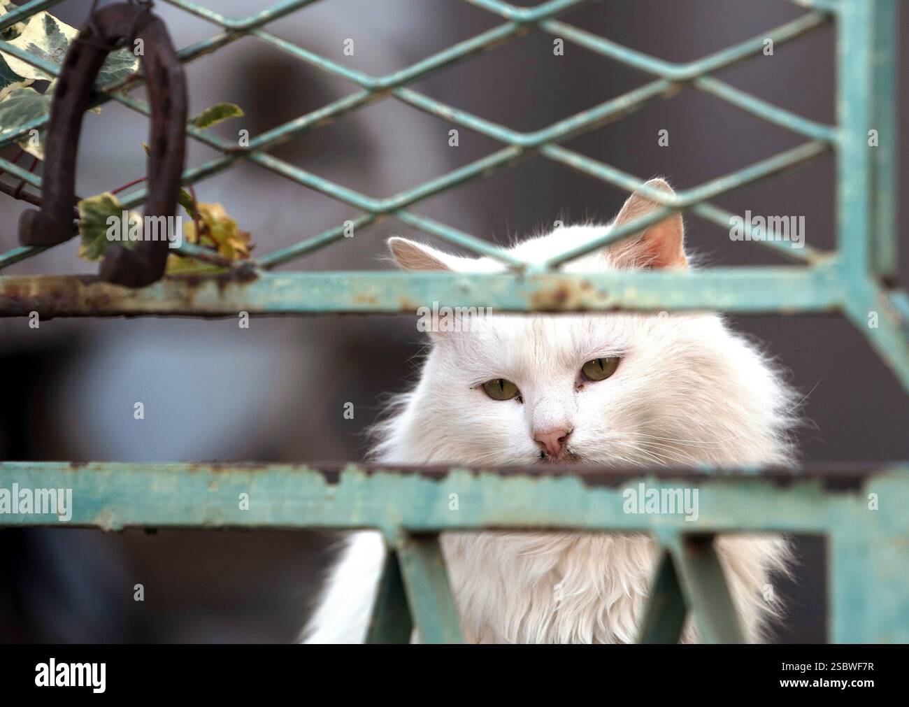 Incorniciato dalla fortuna: Gatto bianco dietro la porta verde Foto Stock