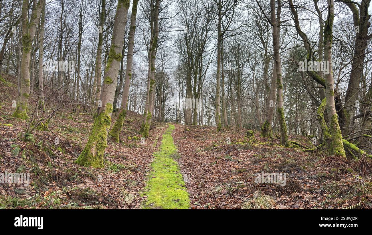 Sentiero delle fate coperto di muschio nel profondo dei boschi in Scozia. Foresta in autunno con foglie marroni e erba verde. Alberi Foto Stock