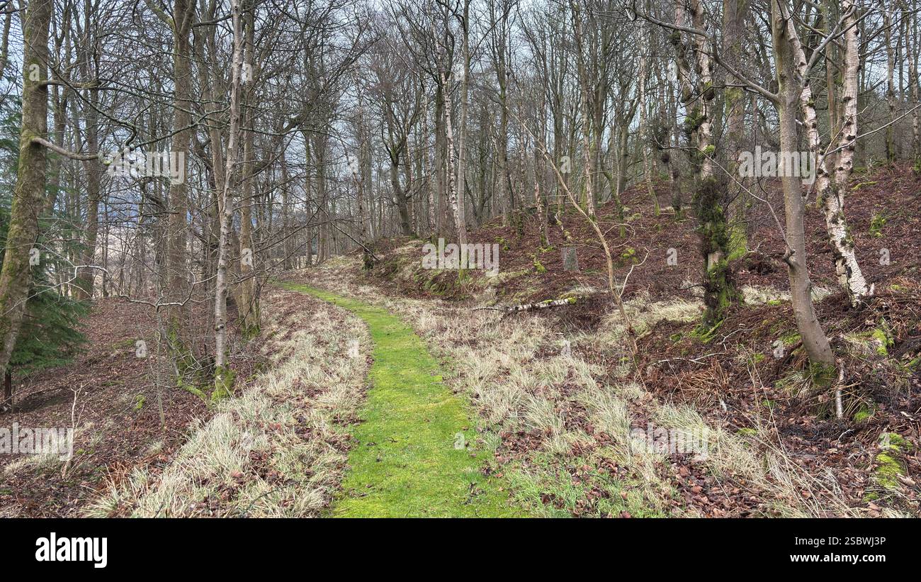 Sentiero delle fate coperto di muschio nel profondo dei boschi in Scozia. Foresta in autunno con foglie marroni e erba verde. Alberi Foto Stock