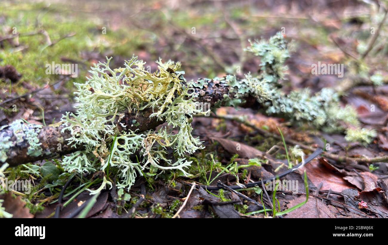 Splendido lichene selvatico nel profondo della foresta sul terreno boschivo con muschio e foglie. Primo piano. Natura macro - Immagine stock catturata con smartphone