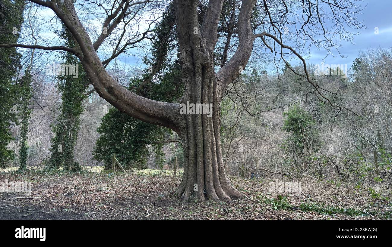 Strano albero nel profondo dei boschi delle Highlands scozzesi - Immagine stock catturata con smartphone