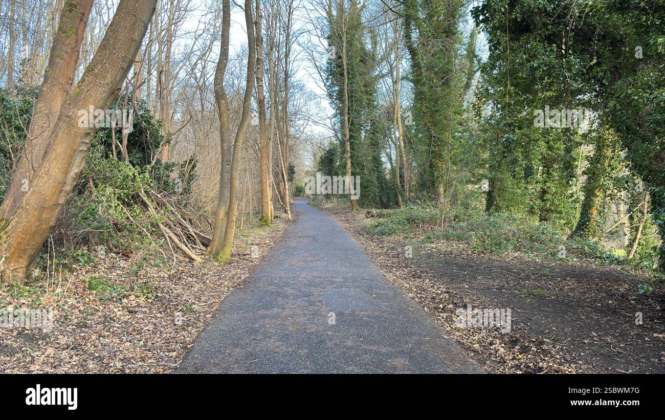 Pista ciclabile in gomma tra gli alberi vicino a Edimburgo. Scozia. Giorno autunnale con foglie di castano e alberi Foto Stock
