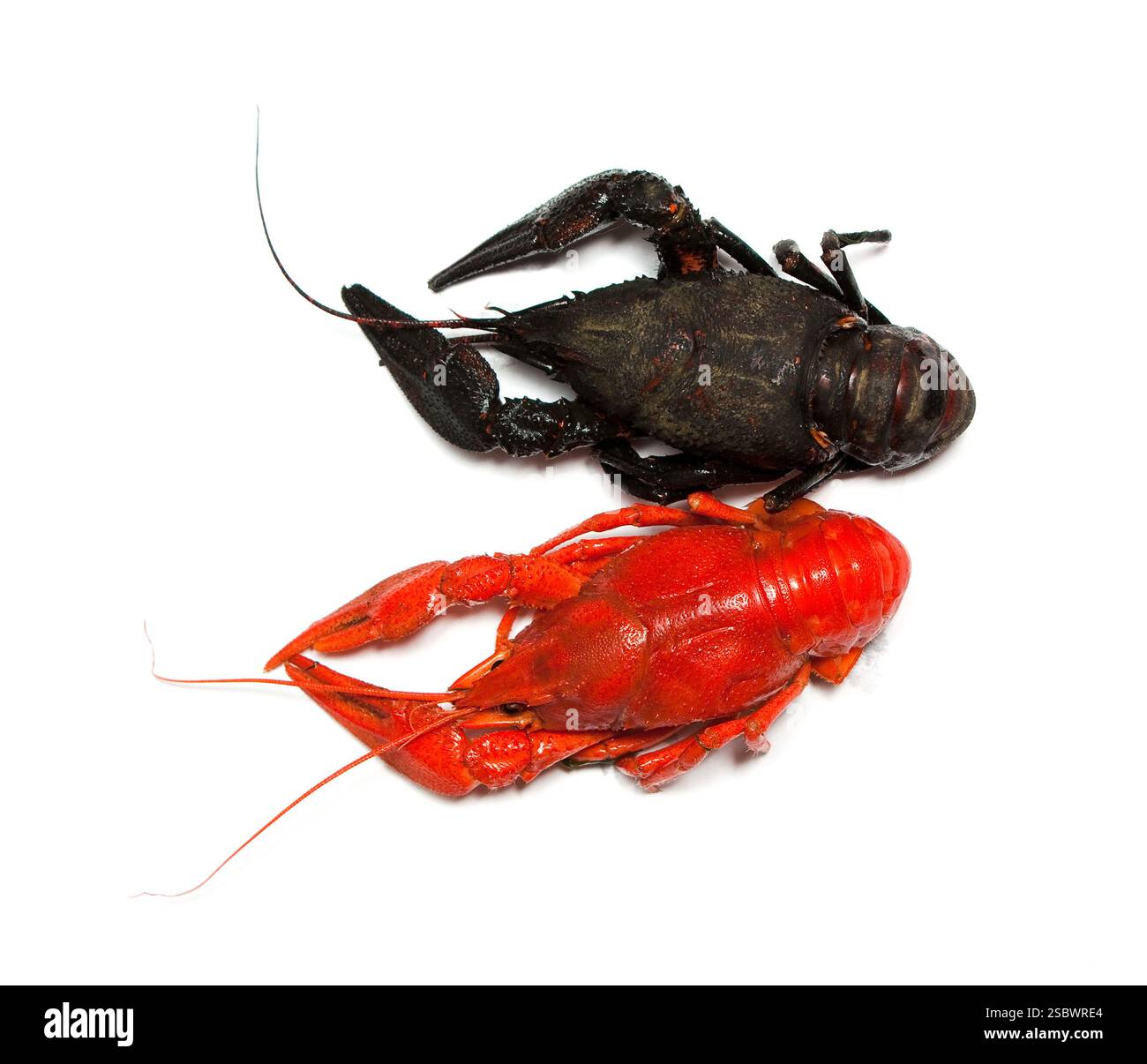 Due isolati del cancro su sfondo bianco Foto Stock