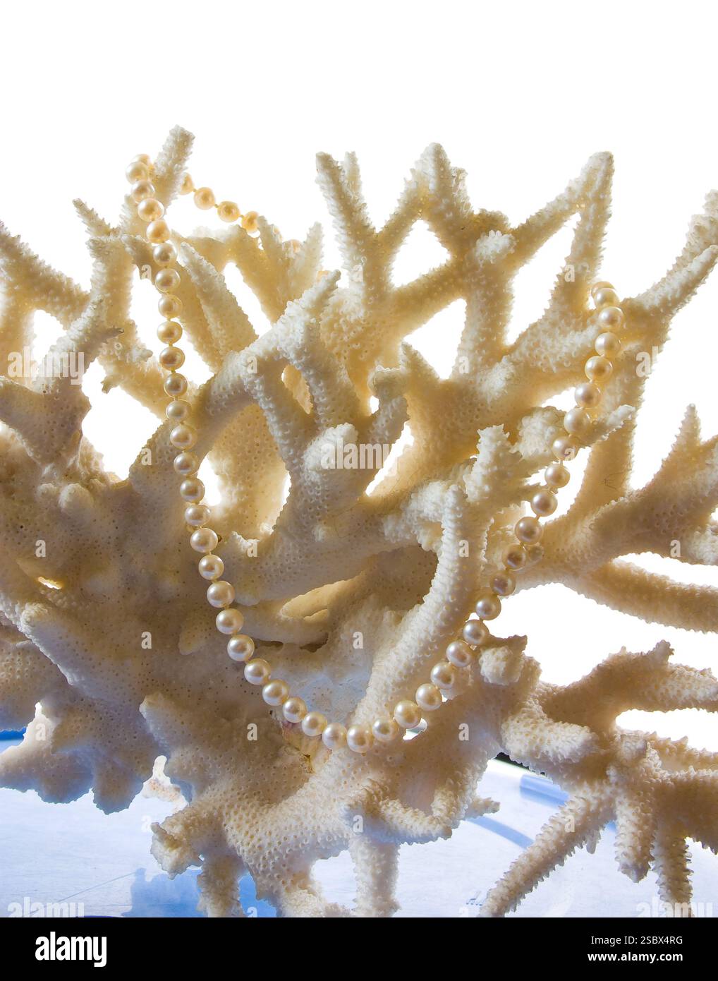 Una collana di perle contro il fondale di corallo isolato su uno sfondo bianco Foto Stock