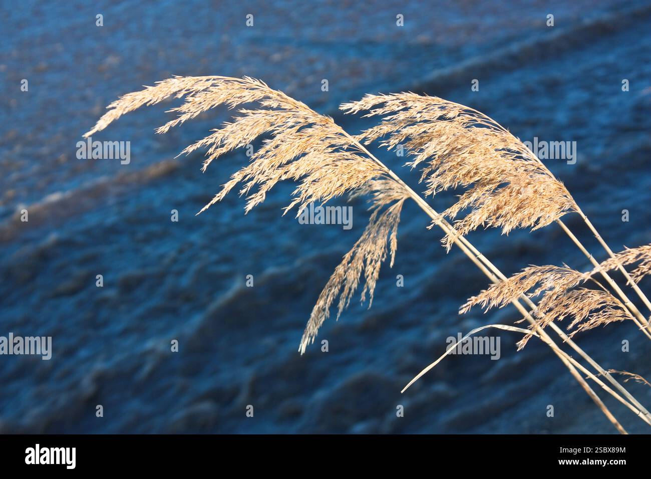 Le canne sullo sfondo del fiume turbolento Foto Stock