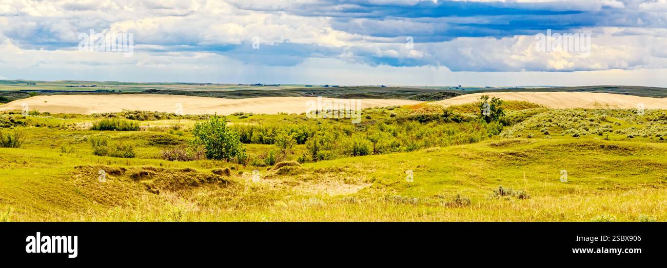 Grande campo aperto con pochi alberi sparsi ovunque. Il cielo è nuvoloso e il sole non è visibile Foto Stock