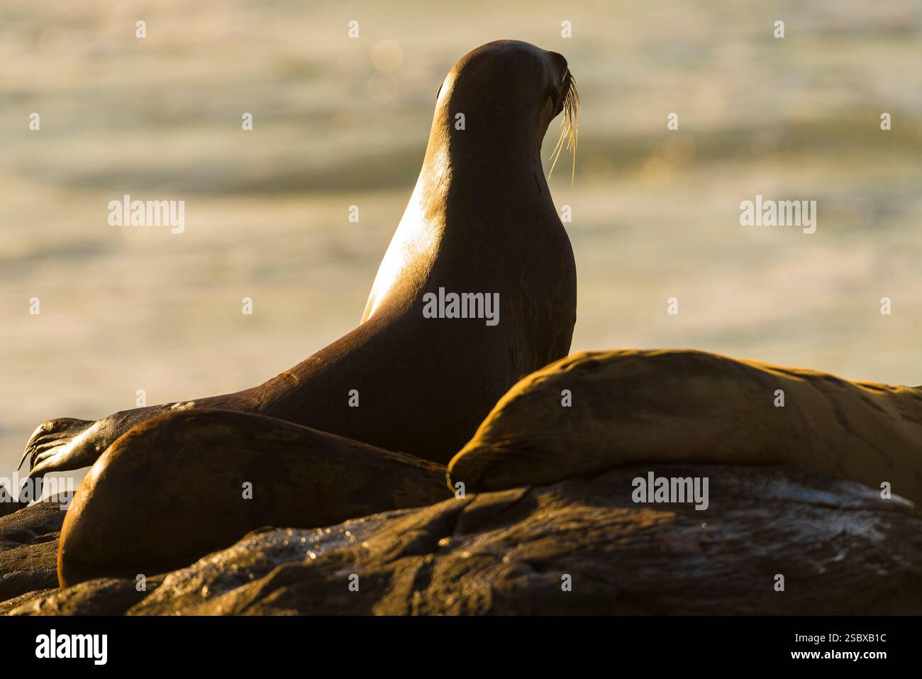 Leoni marini che riposano sulle rocce al tramonto con tranquillo sfondo dell'oceano Foto Stock