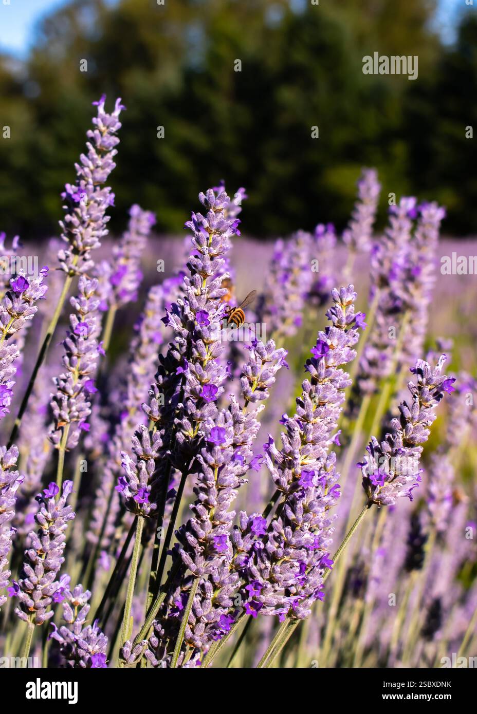 Una foto macro di una piccola ape di miele su una pianta di lavanda in un campo di lavanda. Foto Stock