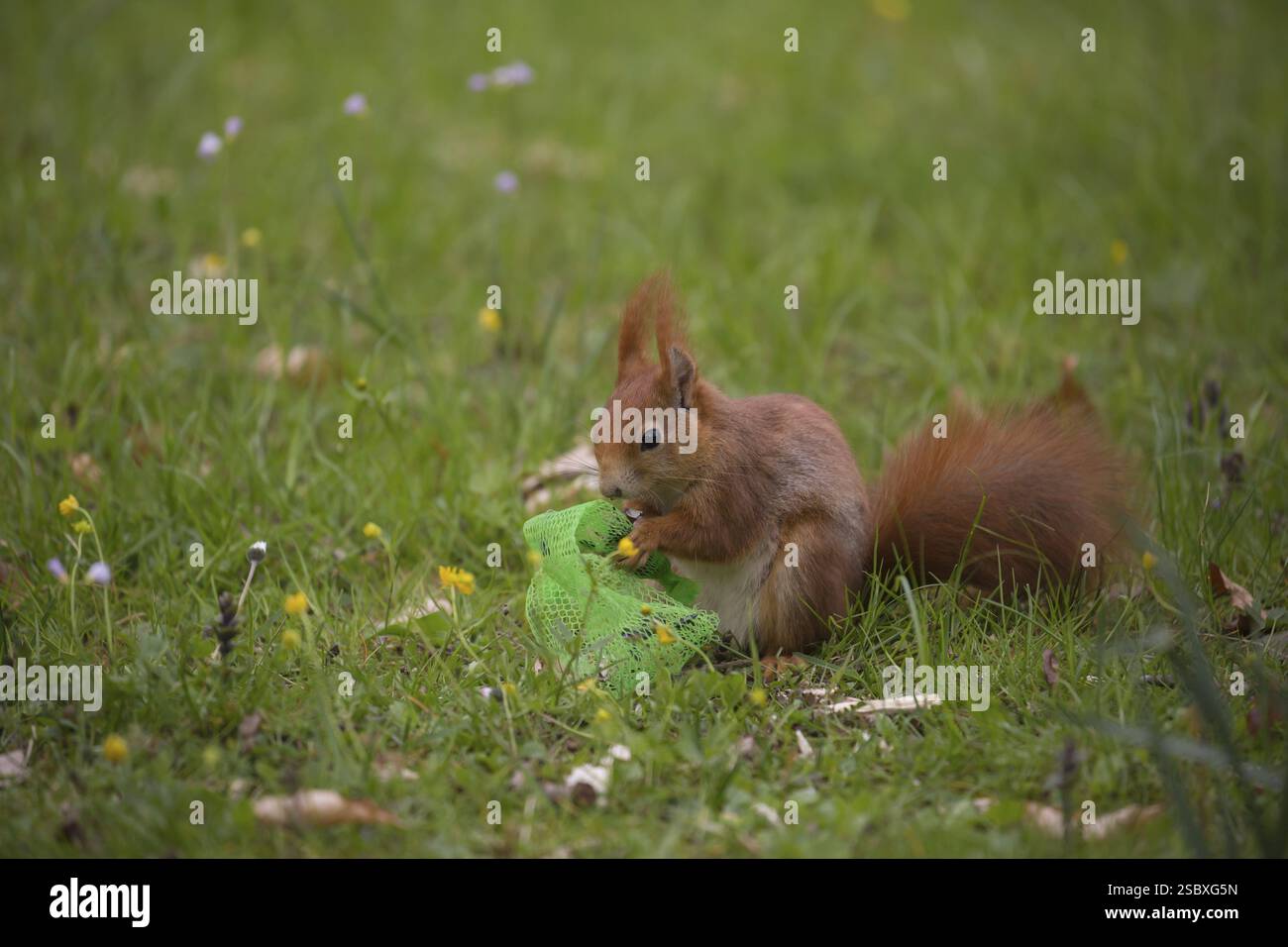 Uno scoiattolo rosso o uno scoiattolo rosso eurasiatico (Sciurus vulgaris) che si nutrono di cibo per uccelli in una rete di plastica. Pericoloso per lo scoiattolo Foto Stock