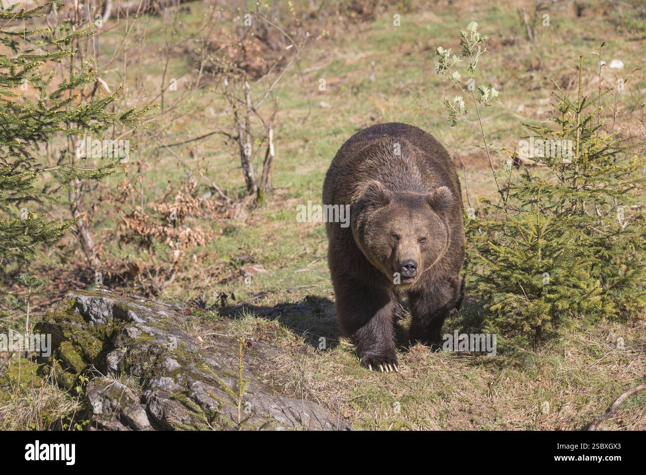 Un adulto maschio orso bruno eurasiatico (Ursus arctos arctos) che cammina su un prato con un po' di vegetazione sullo sfondo Foto Stock