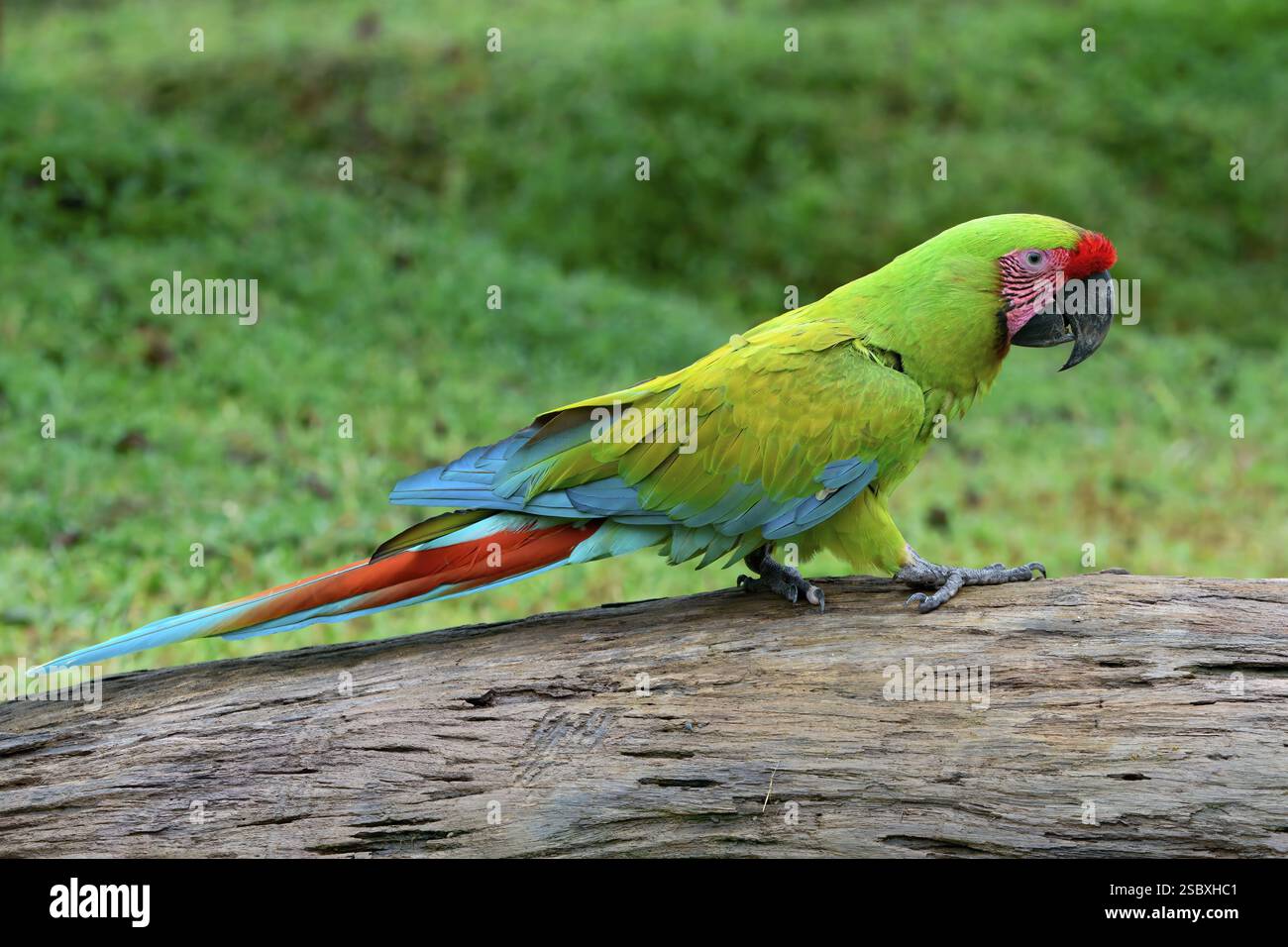 Great Green Macaw o Grand Military Macaw (Ara ambiguousc) camminando su un tronco di alberi, Costa Rica, America centrale Foto Stock