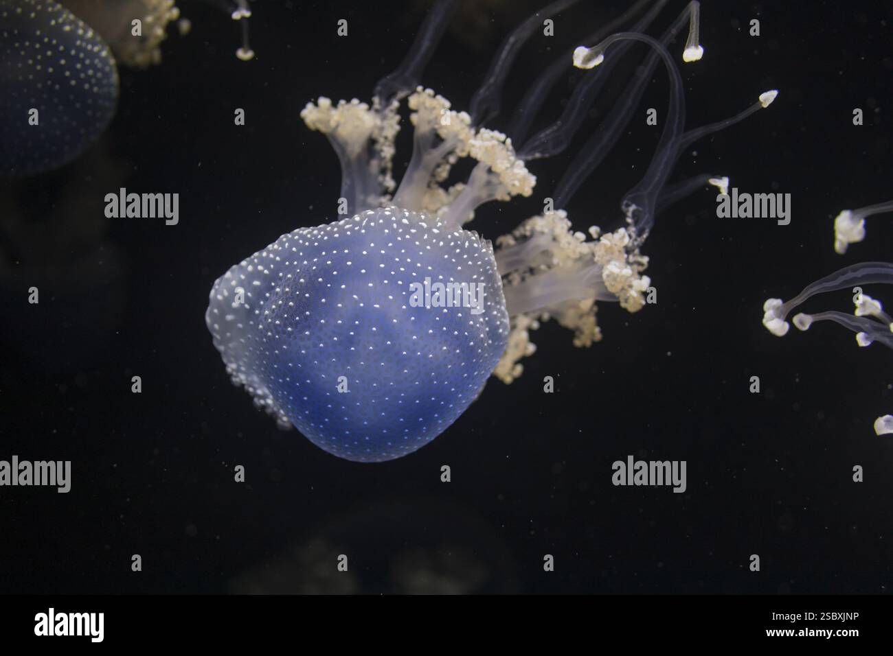 Meduse Phyllorhiza punctata, galleggiante nell'acqua su sfondo nero Foto Stock