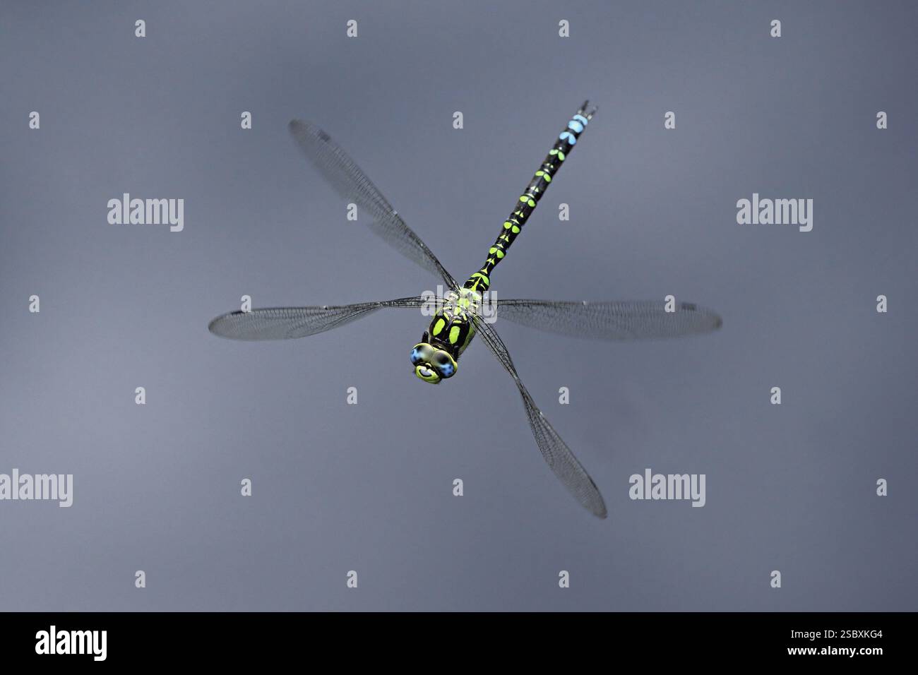Southern Hawker (Aeshna cyanea), in volo, Svizzera, Europa Foto Stock