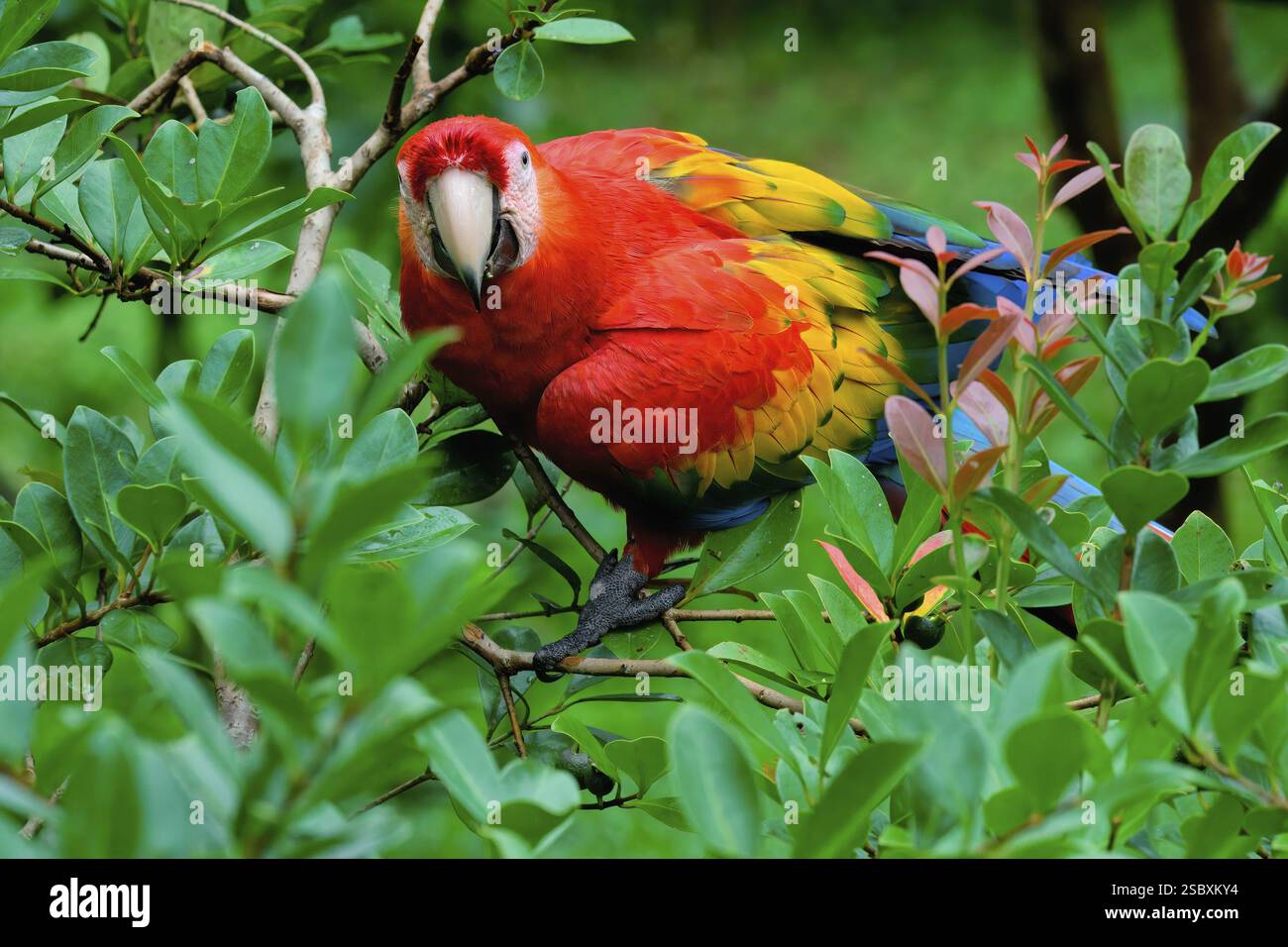 Scarlet ibrido x grande Macaw verde (Ara macao x militaris), arroccato su un albero, Ritratto, Costa Rica, America centrale Foto Stock