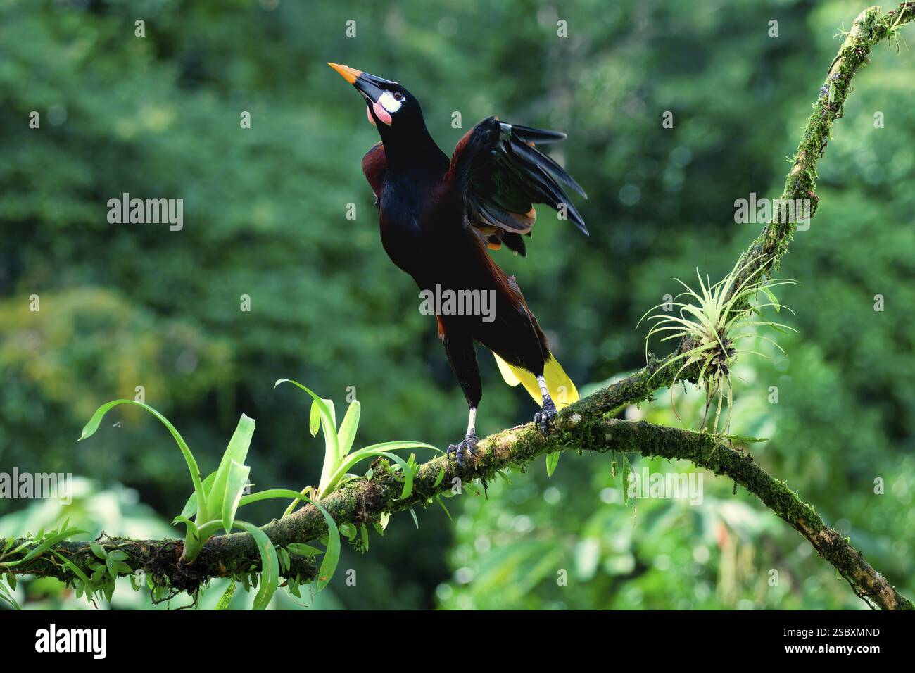 Montezuma Oropendola (Psarocolius Montezuma) decollo, Costa Rica, America centrale Foto Stock