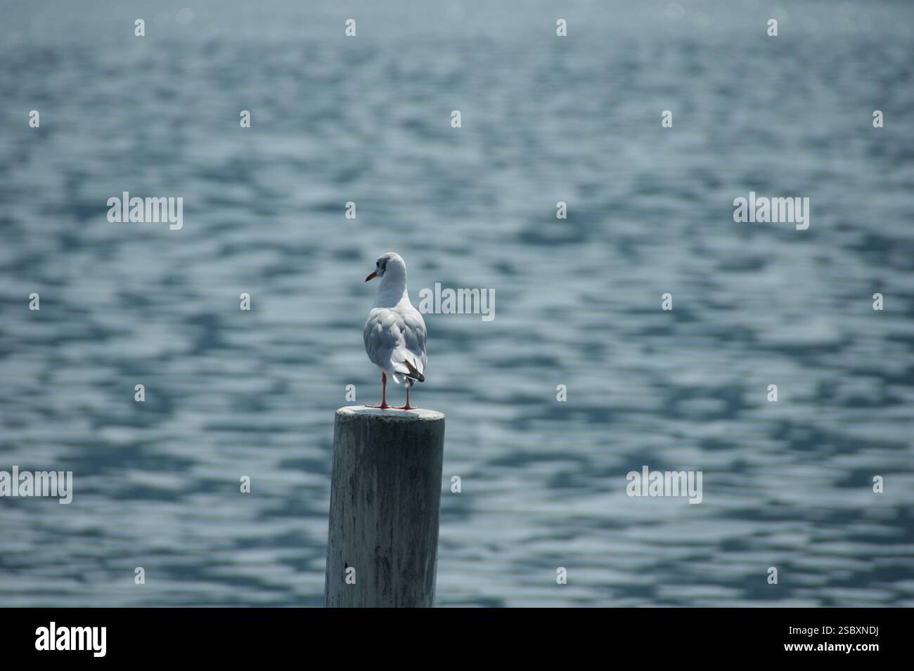 Splendida foto di un gabbiano in piedi su un palo sul Lago di Como, in Italia, con l'acqua come sfondo. Foto Stock