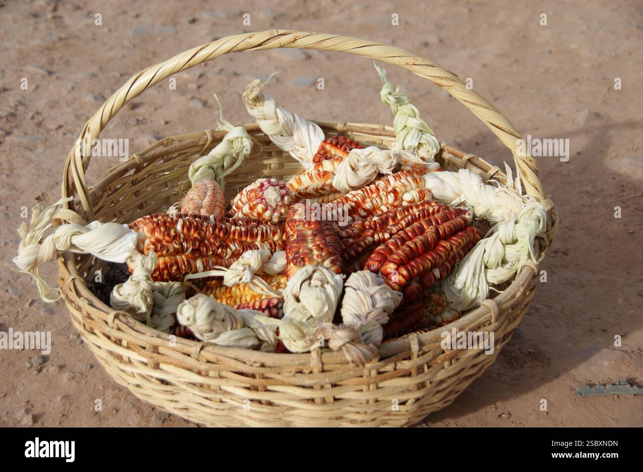 Una foto ravvicinata di un cesto pieno o di mais rosso andino su un terreno arido Foto Stock