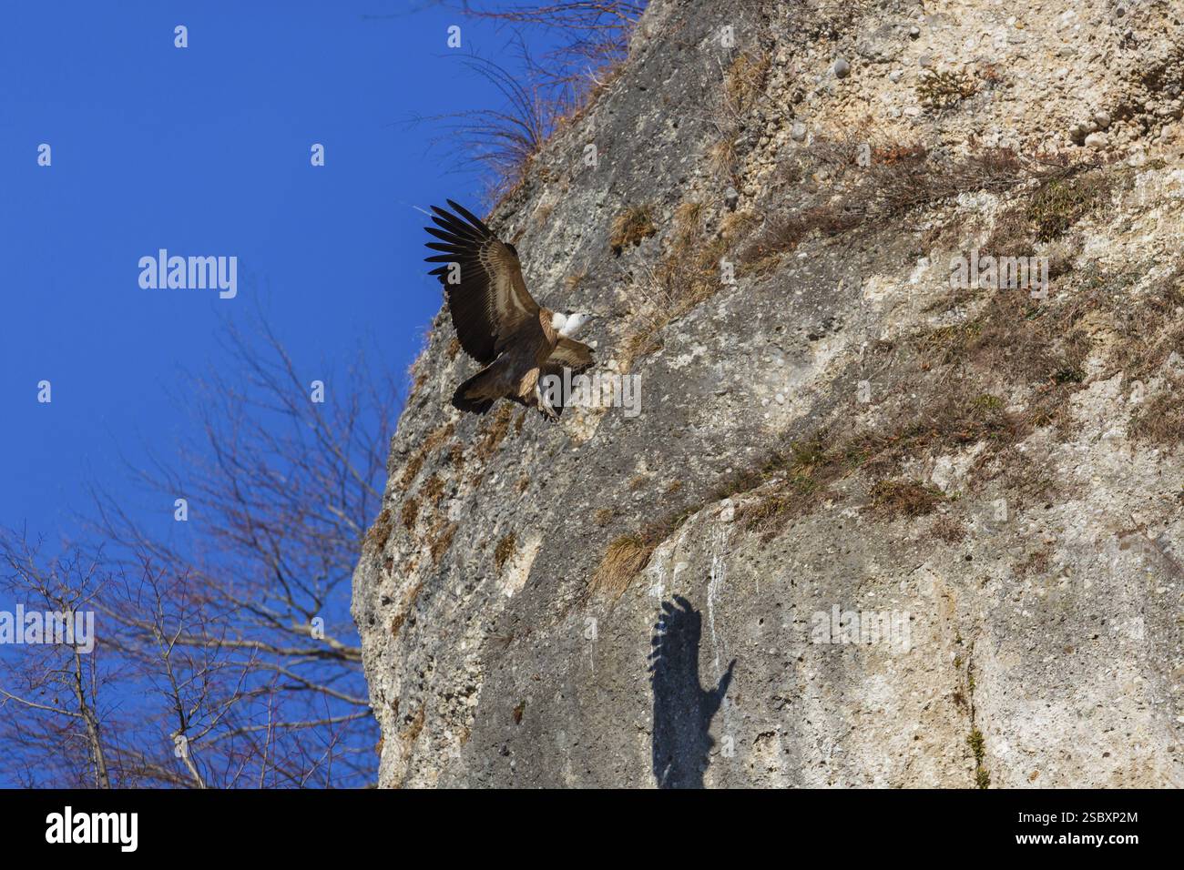 Un avvoltoio griffon (Gyps fulvus) atterra in una caduta rocciosa Foto Stock