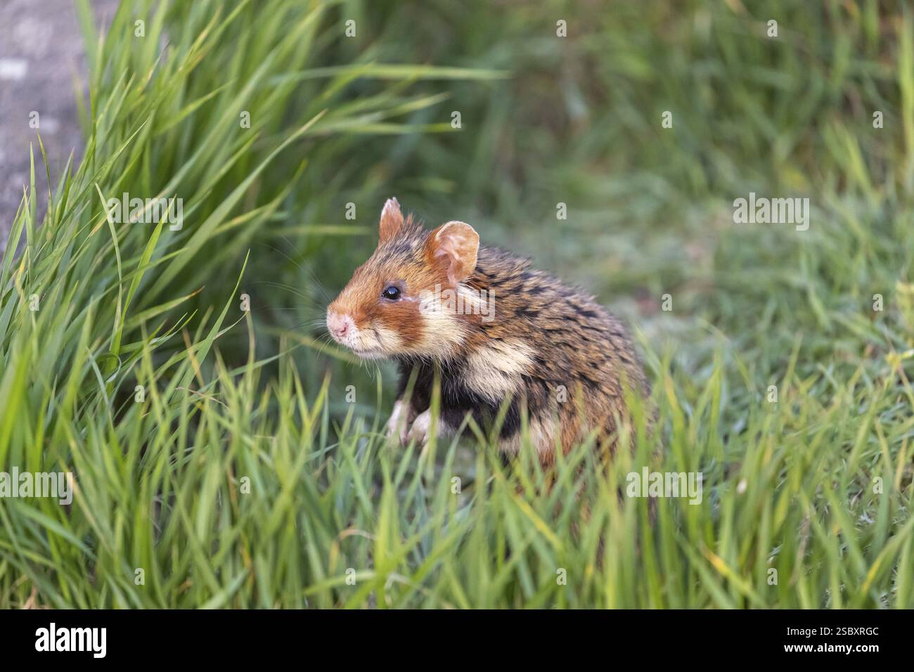 Un criceto europeo (Cricetus cricetus), un criceto eurasiatico, un criceto dalle panciute nere o un criceto comune, in piedi in erba alta, osservando il suo surrogato Foto Stock