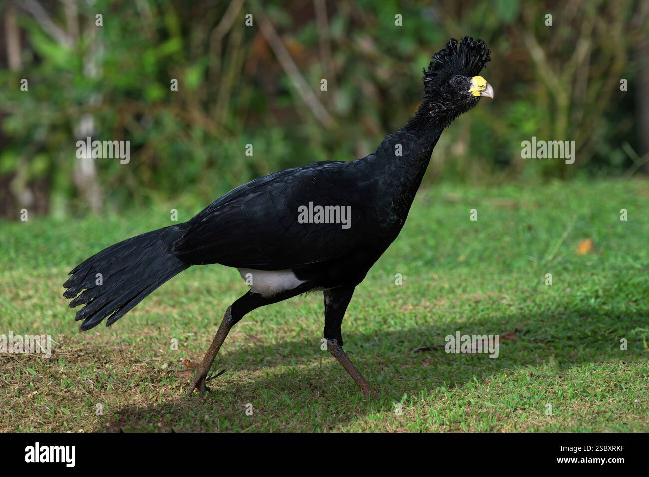 Grande Curassow maschile (Crax rubra) camminando sull'erba, Costa Rica, America centrale Foto Stock