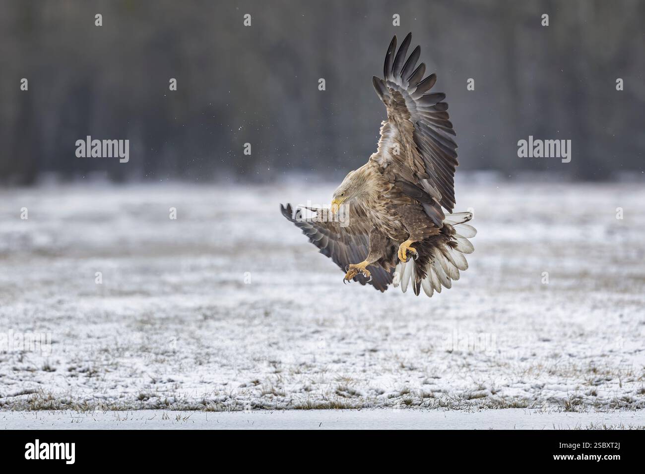 Aquila dalla coda bianca (Haliaeetus albicilla) che si allena su un lago ghiacciato, aquila adulta, caccia sull'acqua ghiacciata, atterraggio, volo, Parco Nazionale di Kampinoski Foto Stock