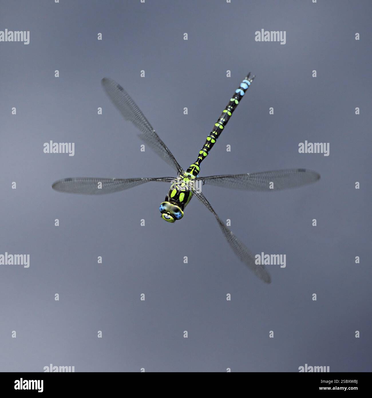 Southern Hawker (Aeshna cyanea), in volo, Svizzera, Europa Foto Stock