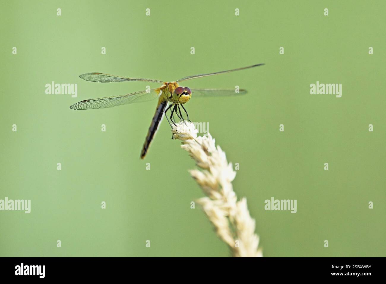 Libellula paludosa (Sympetrum depressiusculum), femmina che si avvicina a un filo d'erba, Svizzera, Europa Foto Stock