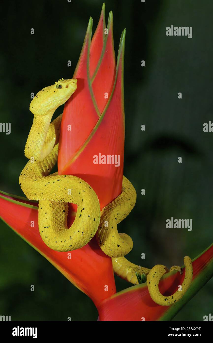 La pitviper delle ciglia delle Highland (Bothriechis schlegelii) arrotolata intorno a un fiore, Costa Rica, America centrale Foto Stock