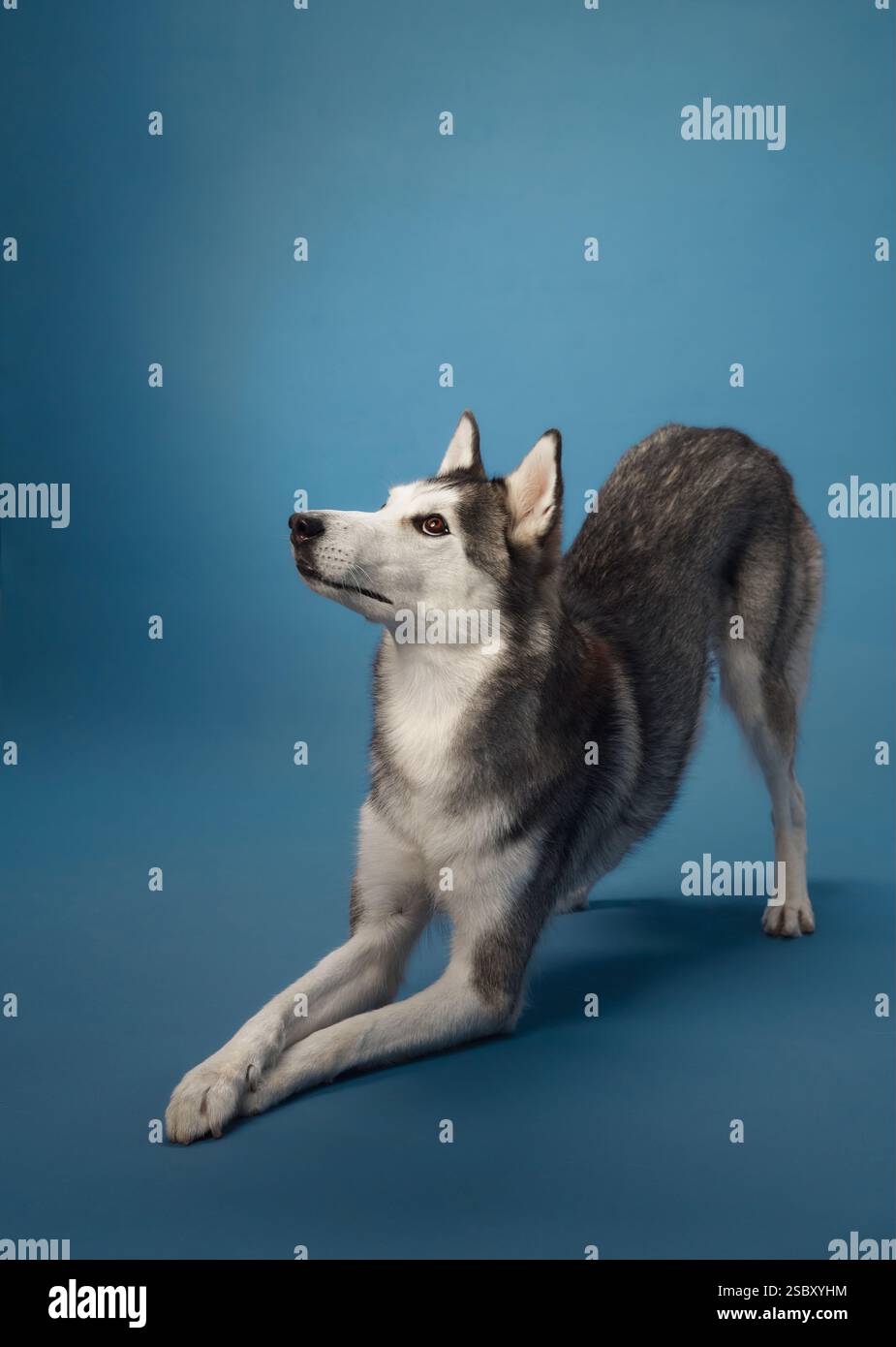 Un Husky siberiano che posa graziosamente a metà stretch su uno sfondo blu, mostrando la sua elegante pelliccia nera e bianca. La postura del cane e' pronta e.. Foto Stock