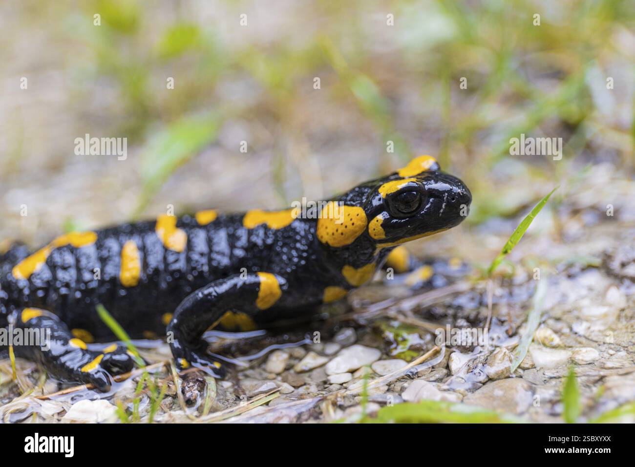 Una salamandra (Salamandra salamandra) che cammina su un prato in un giorno di pioggia. Lo stato di conservazione della IUCN è quasi minacciato Foto Stock