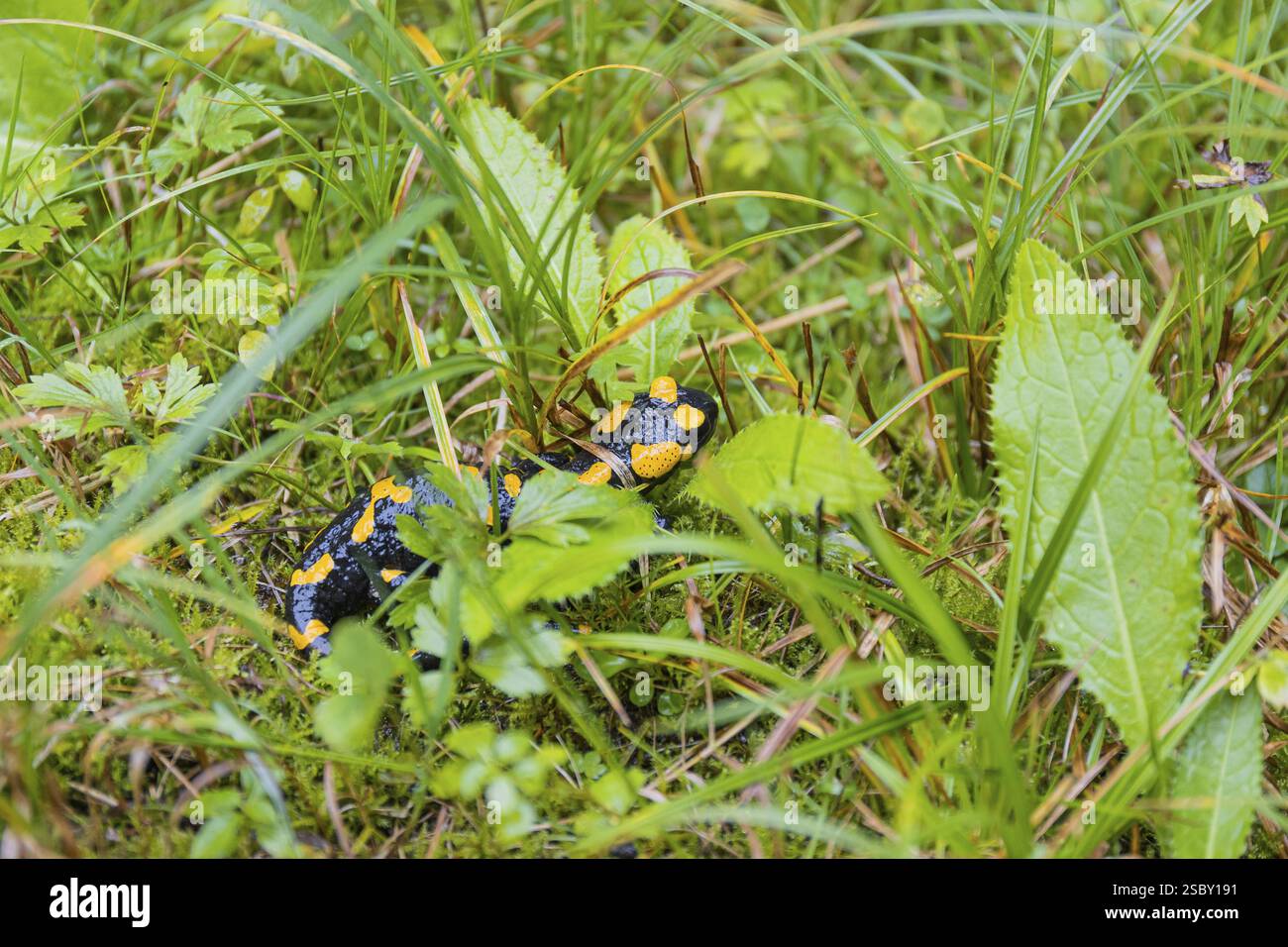 Una salamandra (Salamandra salamandra) che cammina su un prato in un giorno di pioggia. Lo stato di conservazione della IUCN è quasi minacciato Foto Stock