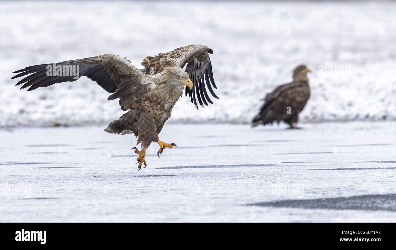 Aquila dalla coda bianca (Haliaeetus albicilla) che si allena su un lago ghiacciato, aquila adulta, caccia su acqua ghiacciata, coppia, atterraggio, volo, Kampinoski Nationa Foto Stock