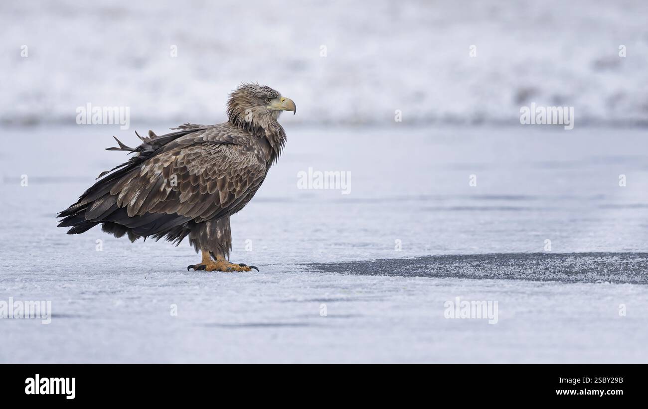 Aquila dalla coda bianca (Haliaeetus albicilla) che forgia sul lago ghiacciato, aquila adulta, caccia su superfici d'acqua ghiacciate, atterraggio, riposo, Kampinoski National Foto Stock