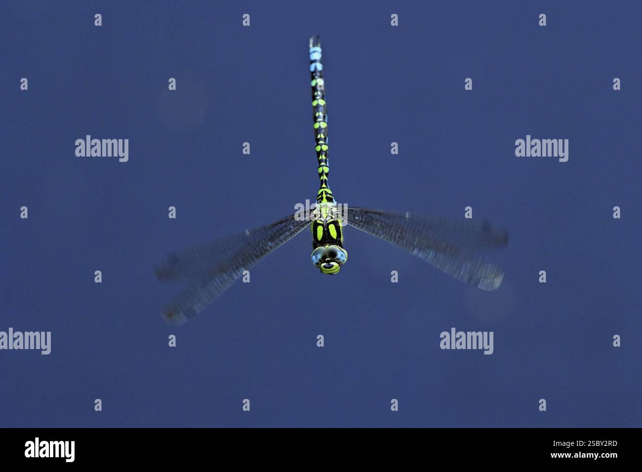 Southern Hawker (Aeshna cyanea), in volo, Svizzera, Europa Foto Stock