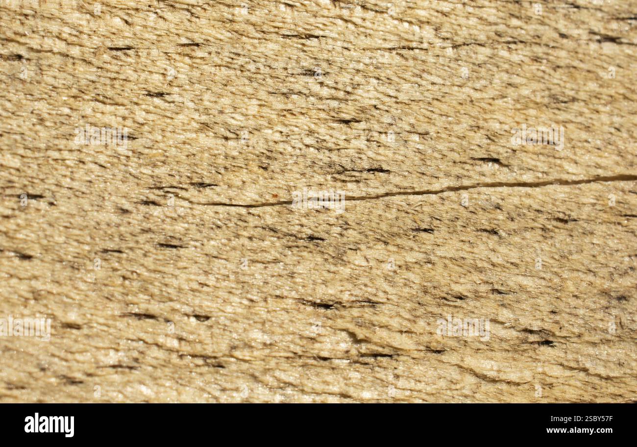 Texture di legno con motivi naturali come sfondo Foto Stock