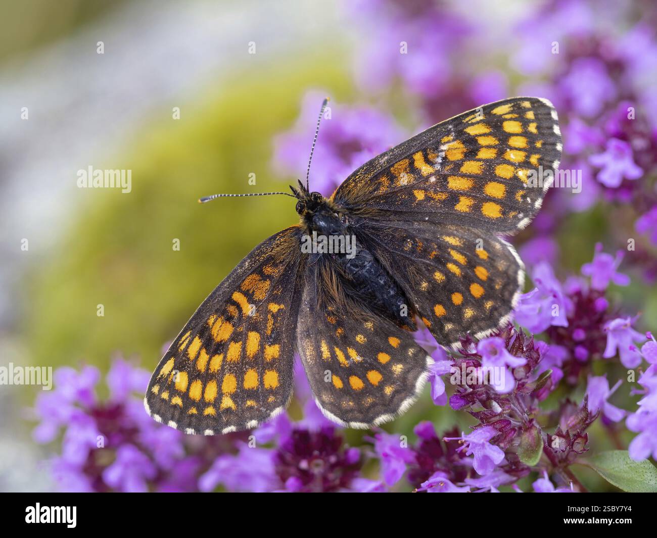 Farfalla Fritillaria, fritillaria comune, (Melitaea athalia), farfalla, farfalle, falene, insetti, insetti, Foresta Nera, regione di Feldberg, Baden-Wuer Foto Stock
