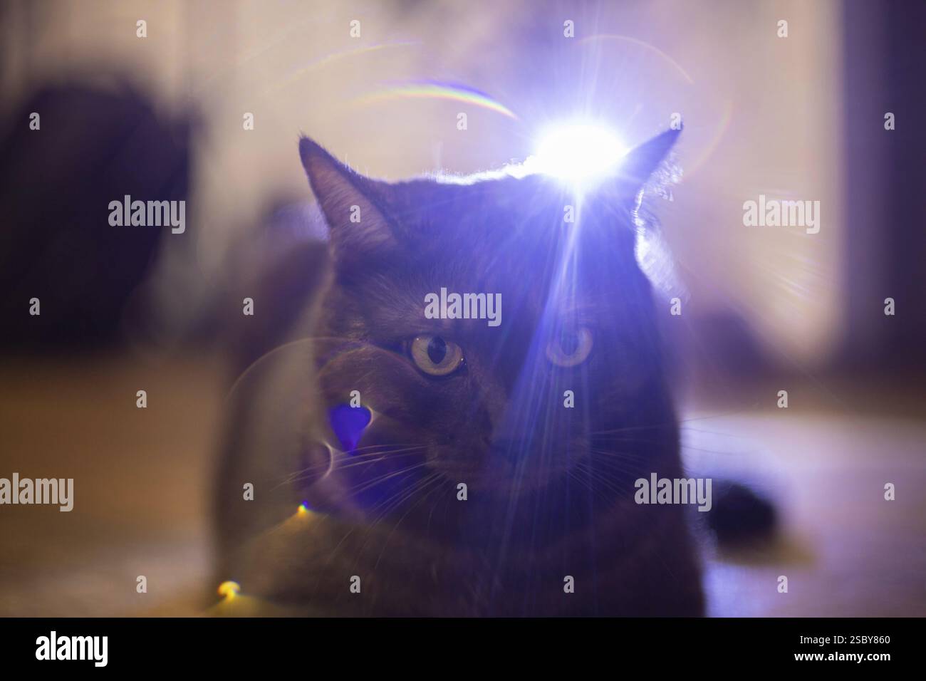 Un gatto affronta la parte anteriore con un'incredibile luce che irradia dietro, migliorando le sue caratteristiche con una messa a fuoco morbida Foto Stock